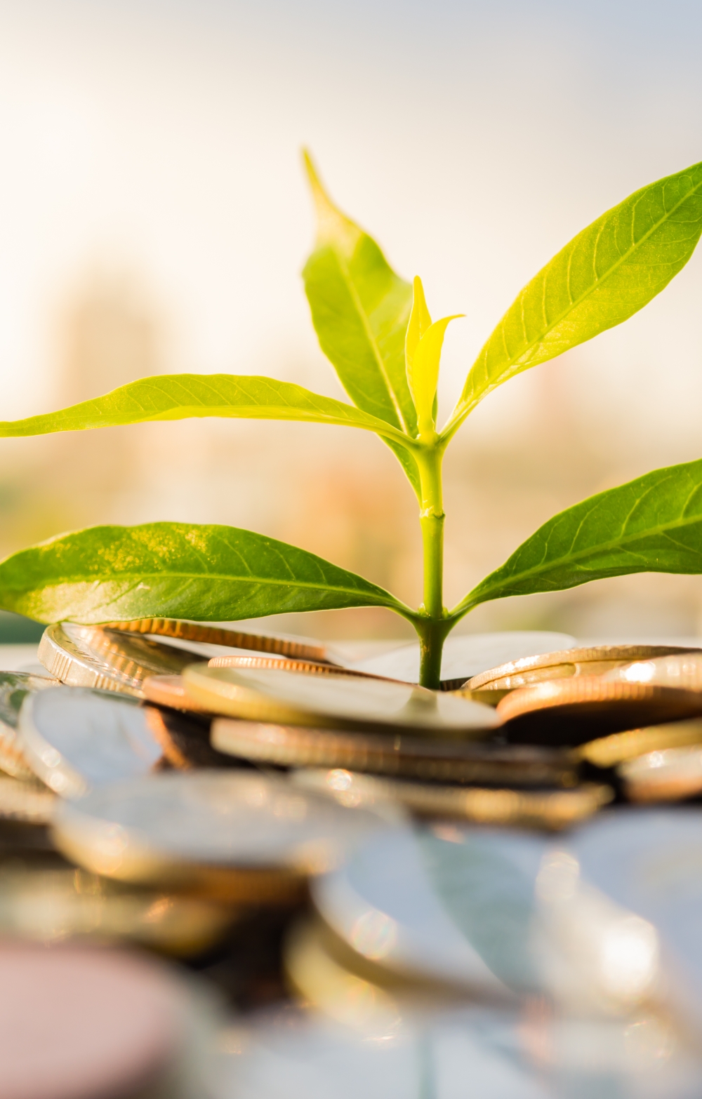 Plant growing from money